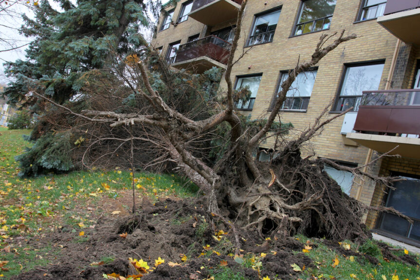 fallen tree on commercial business causing damage after summer storms