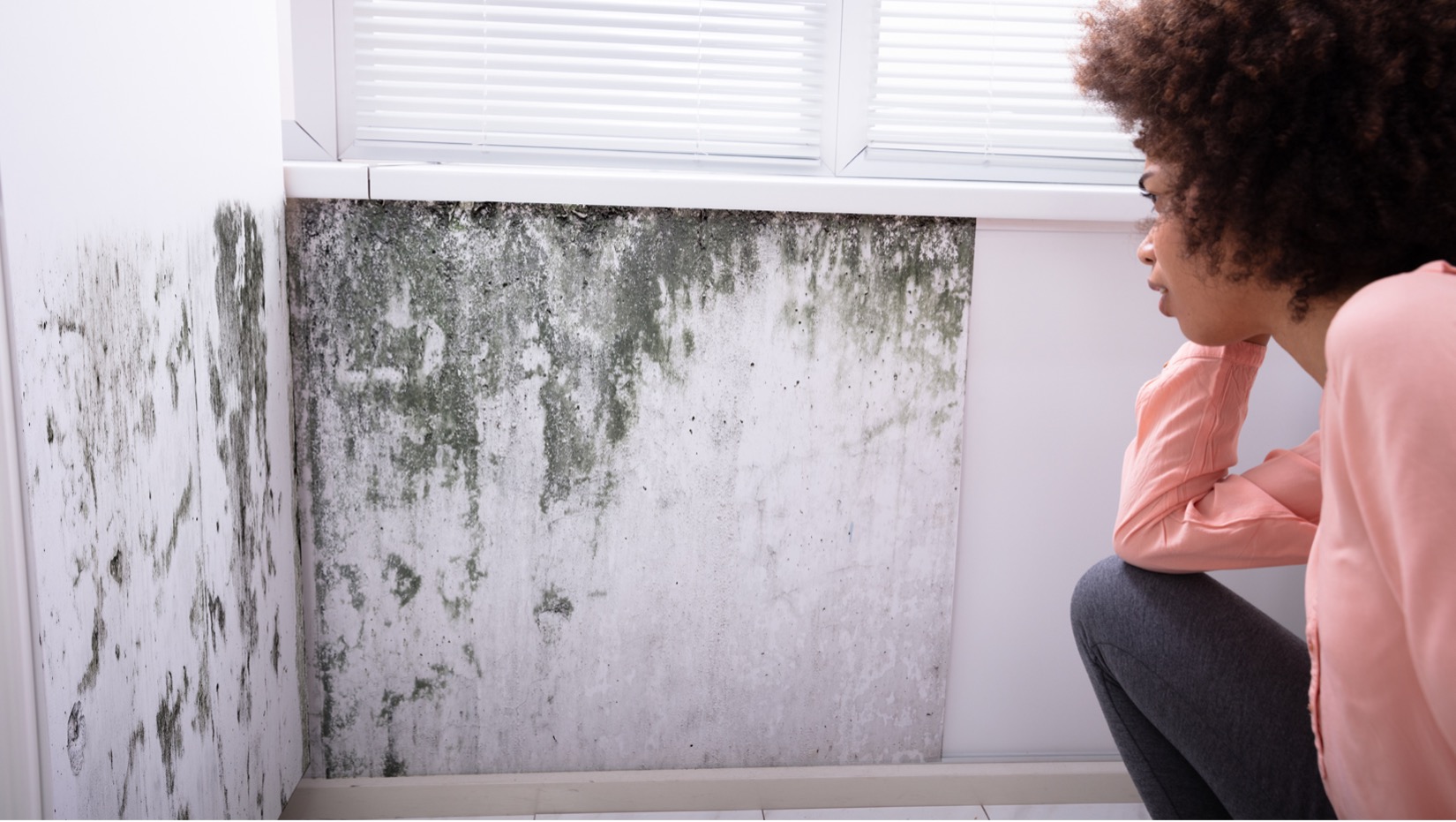 Белизна от плесени на стенах